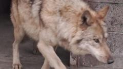 South Korea's runaway wolf finally captured after nine-day search