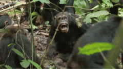 Chimpanzees in Uganda locked in vicious 'civil war', say researchers