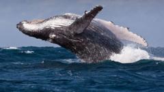 Warning that increase in shipping around South Africa to avoid Middle East could harm whales