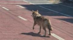 South Korea police arrest man for posting AI photo of runaway wolf