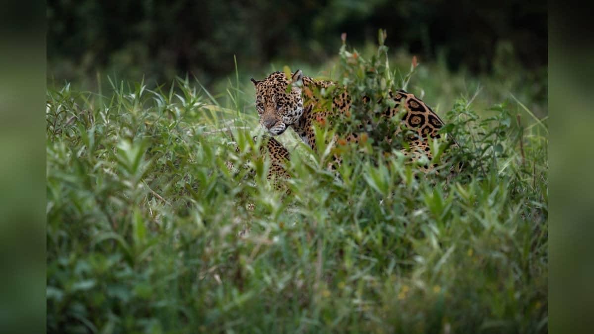 SVU on Alert After Leopard Sighting
