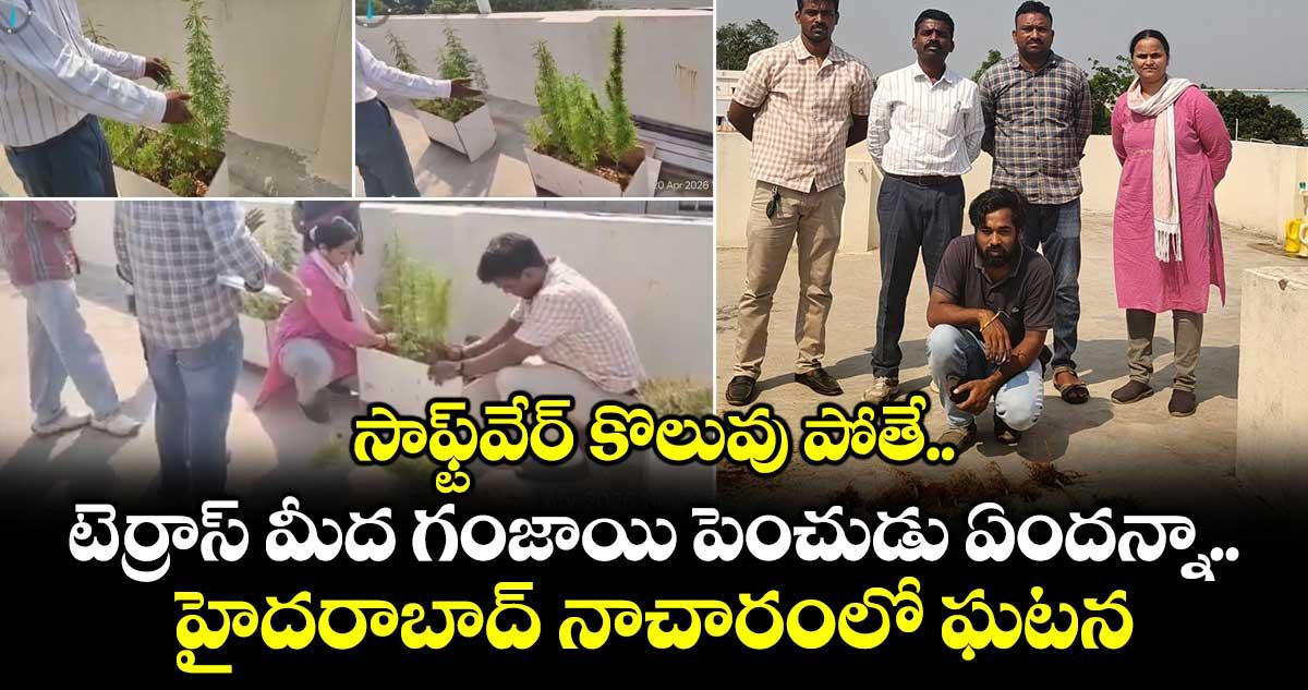 సాఫ్ట్వేర్ కొలువు పోతే టెర్రాస్ మీద గంజాయి పెంచుడు ఏందన్నా.. హైదరాబాద్ నాచారంలో ఘటన