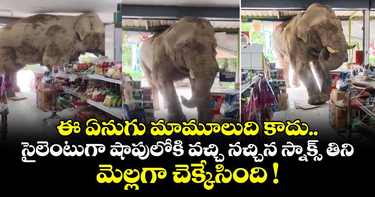 ఈ ఏనుగు మామూలుది కాదు.. సైలెంటుగా షాపులోకి వచ్చి నచ్చిన స్నాక్స్ తిని మెల్లగా చెక్కేసింది !