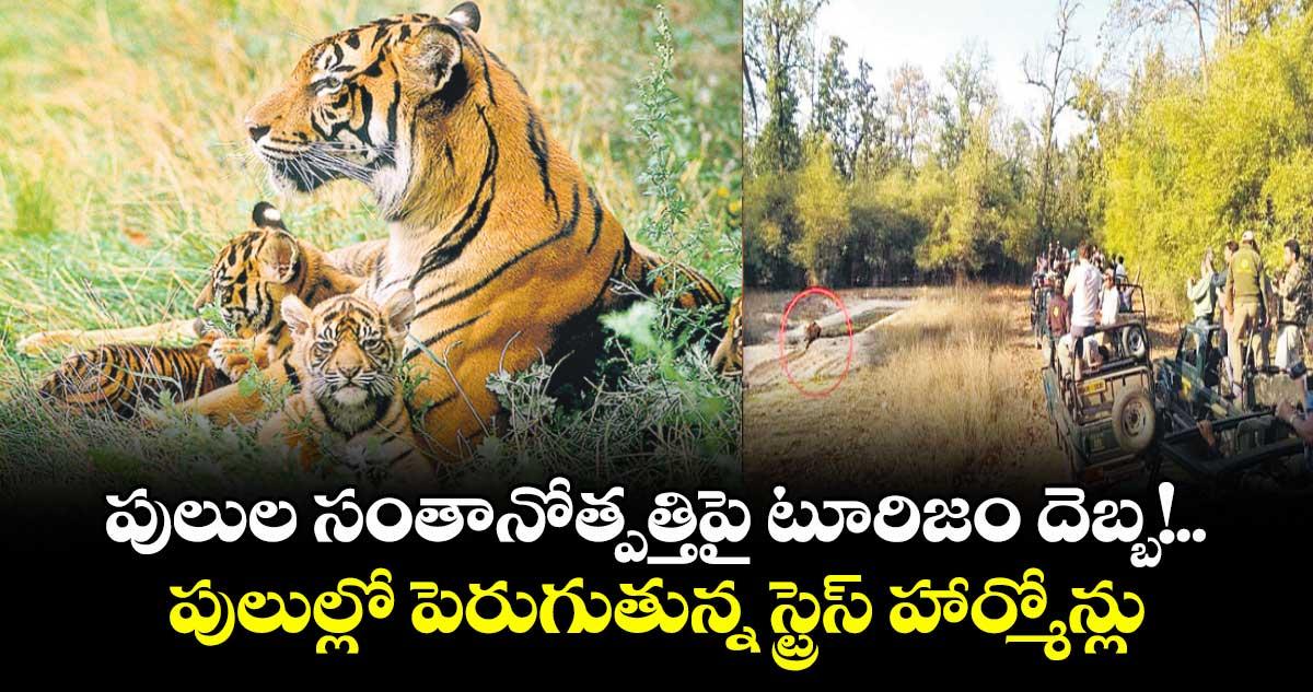 పులుల సంతానోత్పత్తిపై టూరిజం దెబ్బ!..పులుల్లో పెరుగుతున్న స్ట్రెస్ హార్మోన్లు