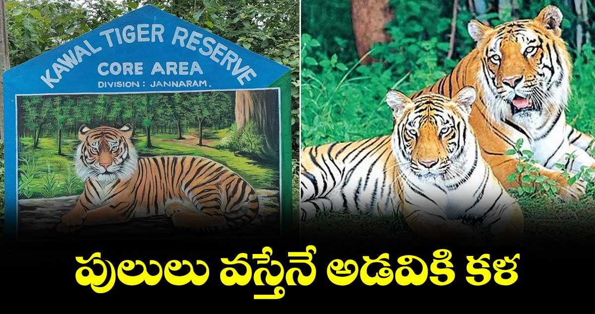 పులులు వస్తేనే అడవికి కళ..