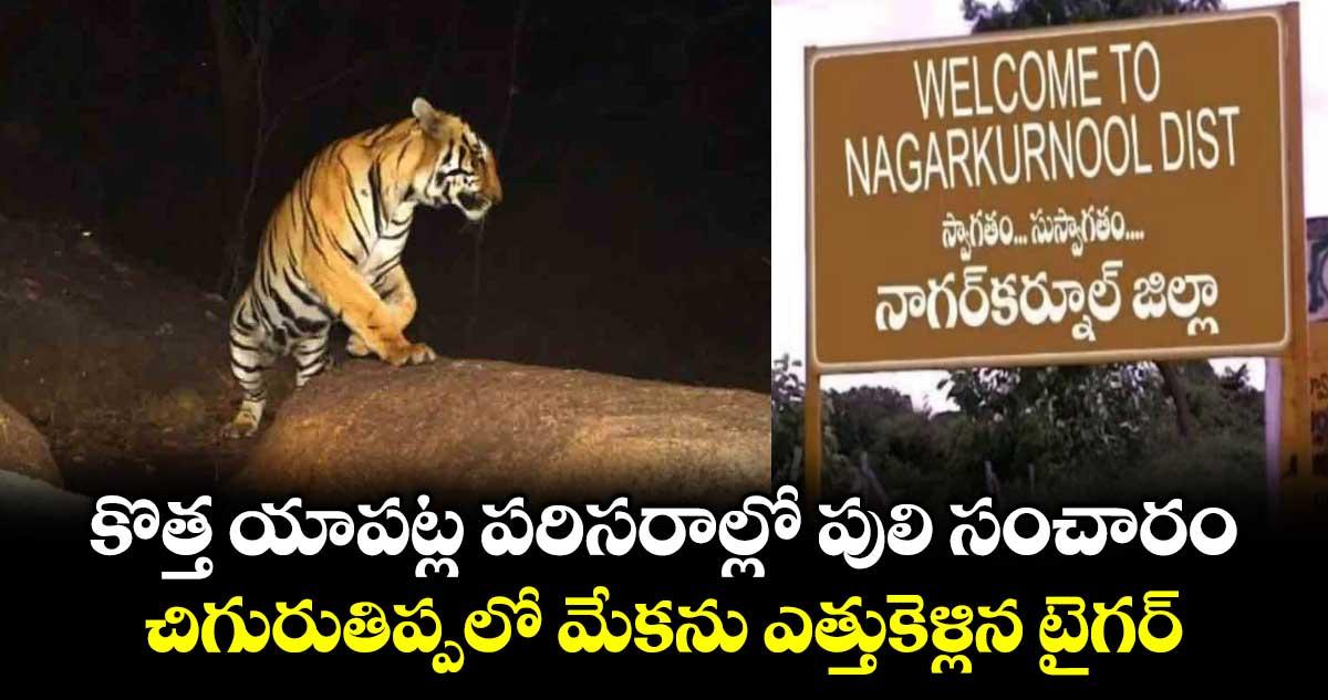 కొత్త యాపట్ల పరిసరాల్లో పులి సంచారం.. చిగురుతిప్పలో మేకను ఎత్తుకెళ్లిన టైగర్