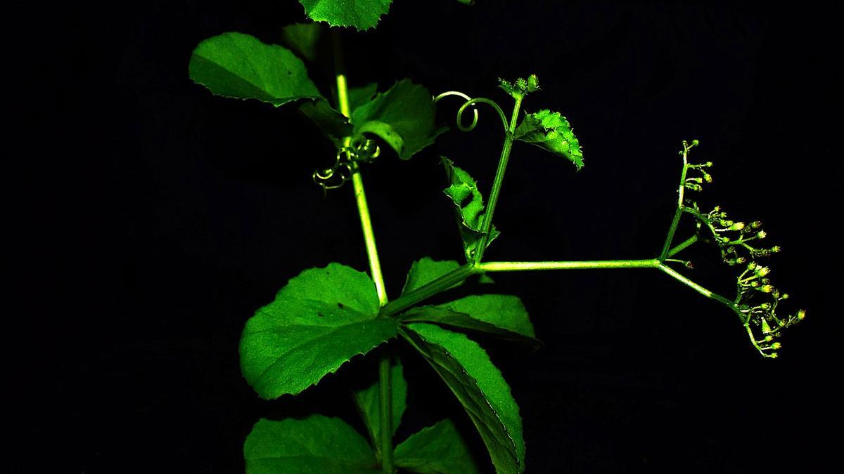 New plant species discovered in southern Eastern Ghats by Annamalai University scholars
