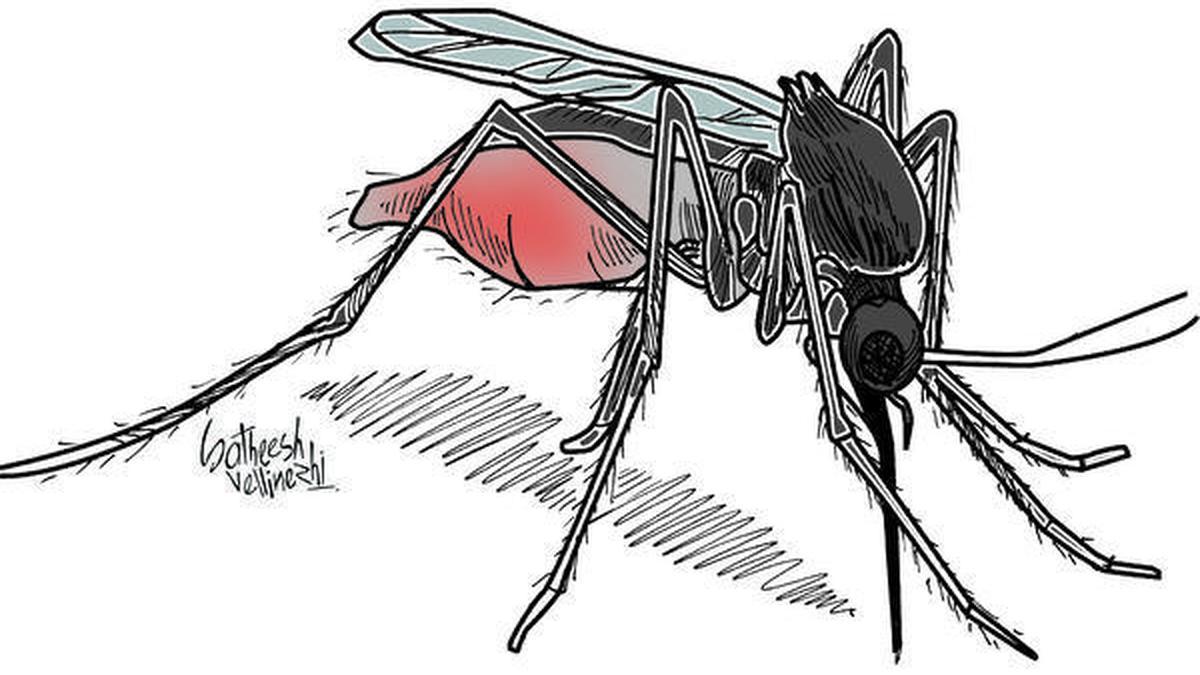 Health authorities sound caution over mosquito-borne diseases
