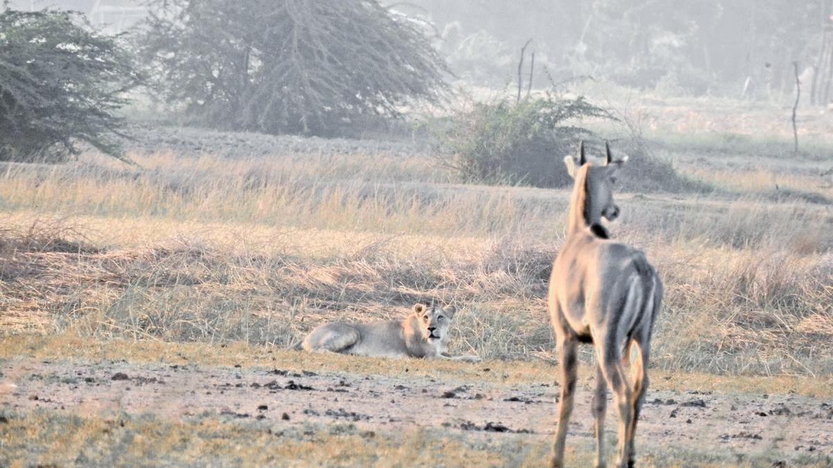 Coastal lions depend mainly on wild prey, study finds