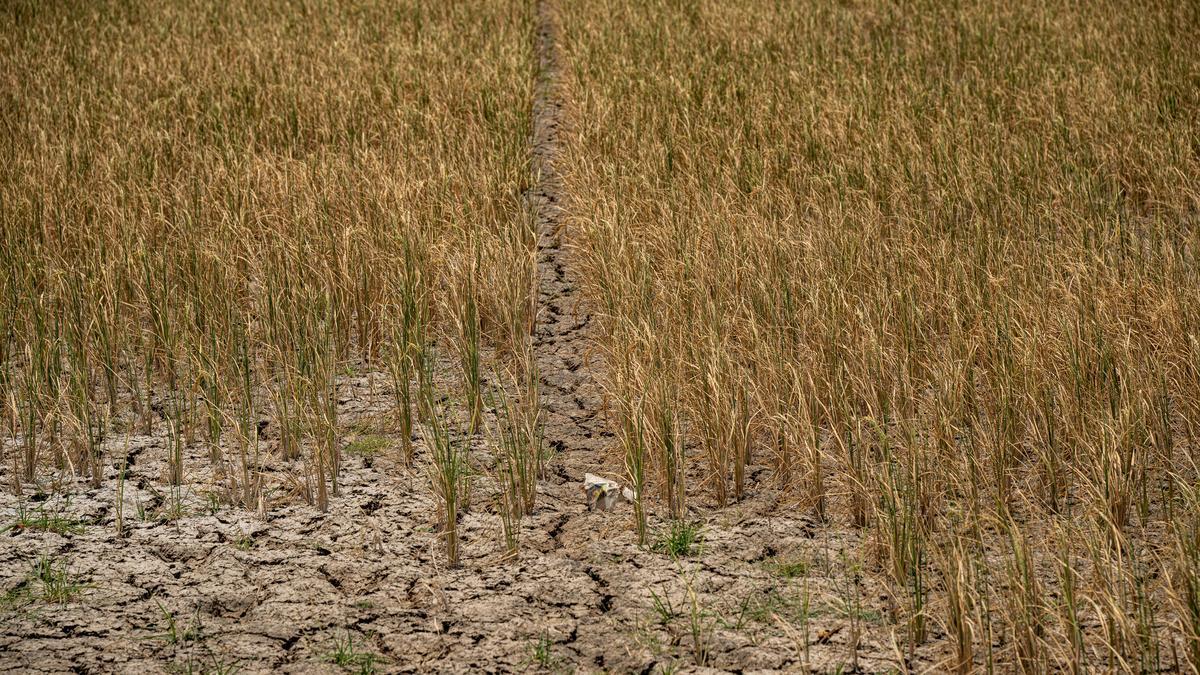 Tamil Nadu election 2026: Farm distress and civic shortfalls loom large in Thuraiyur constituency