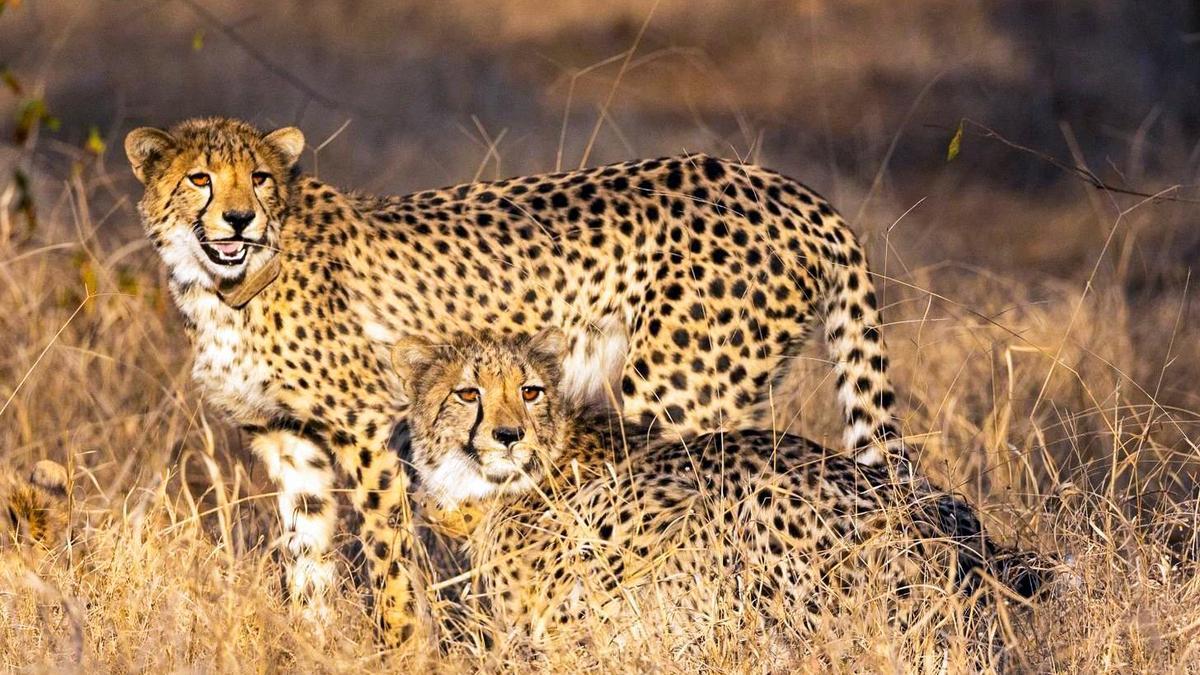 Four cheetah cubs die at Kuno in suspected leopard attack