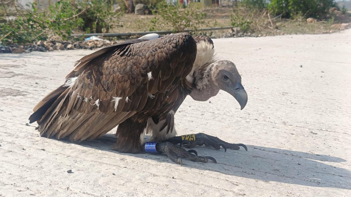 Radio-tagged White-rumped vulture being monitored in Mudumalai Tiger Reserve