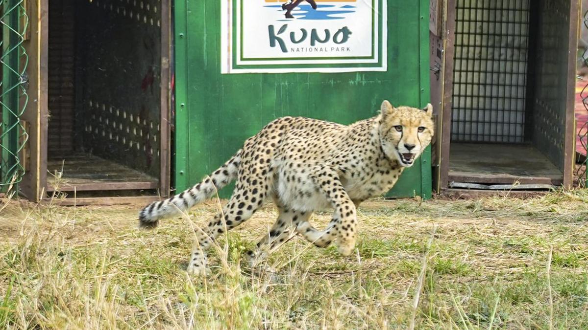 Two cheetahs released into wild in Kuno; CM Yadav says M.P. now recognised as ‘Cheetah State’
