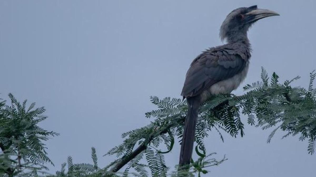 60 years after disappearing from Gir, Indian Grey Hornbills breed for fourth consecutive year