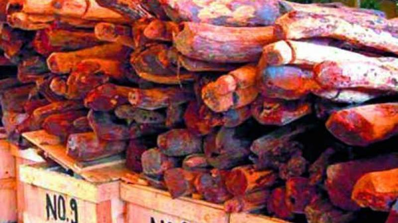 Andhra Pradesh: PD Act Invoked Against Habitual Red Sanders Smuggler