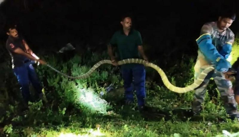 Giant King Cobra Rescued From Chicken Shop In Odisha’s Kaptipada