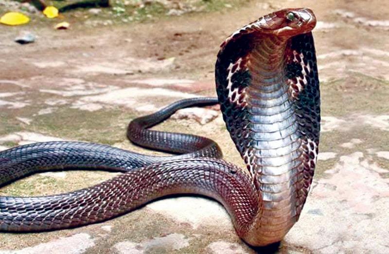 Study Finds Cobra Numbers Rising in City