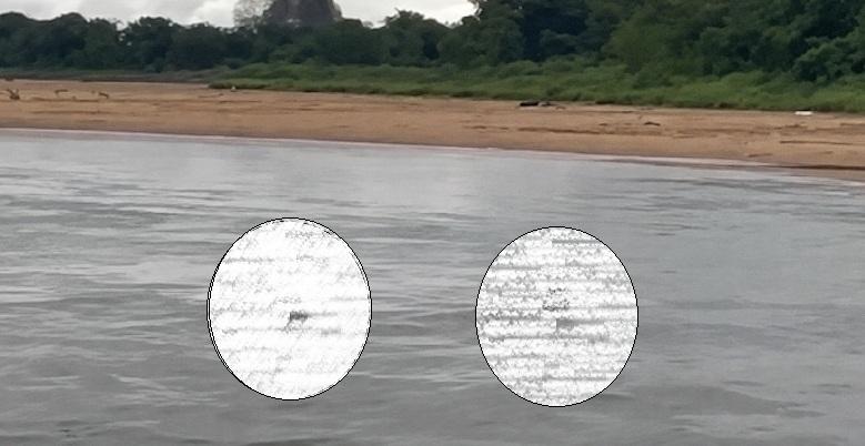 One Youth Missing After Three Swept Away While Taking Selfie in Mahanadi River in Odisha
