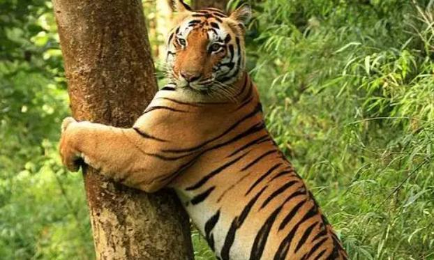 C’garh: 2 Tiger Hides Seized, Interstate Poaching Racket Busted