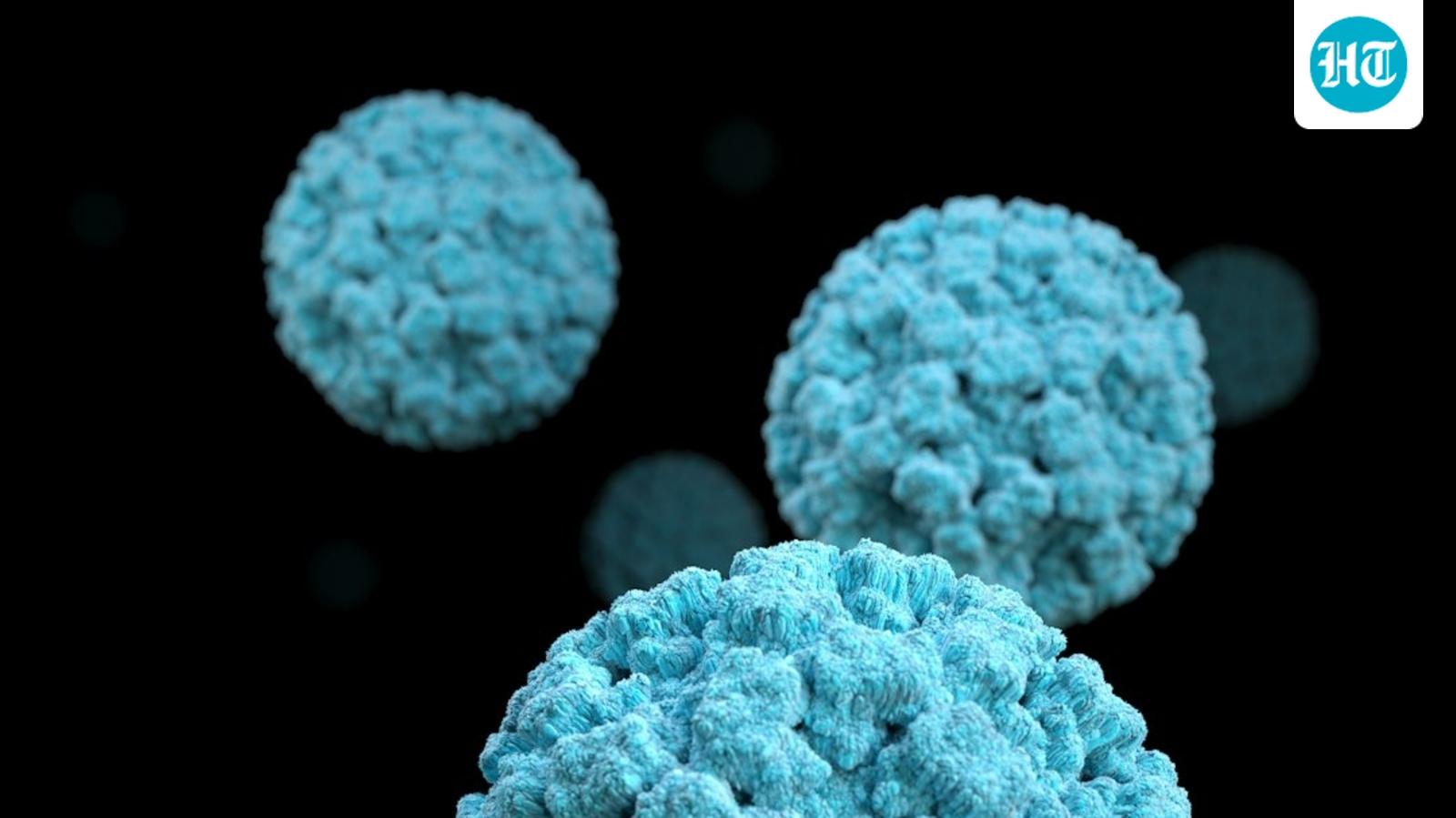 Norovirus vs hantavirus explained: Key differences to know after 115 fall ill on Princess cruise ship