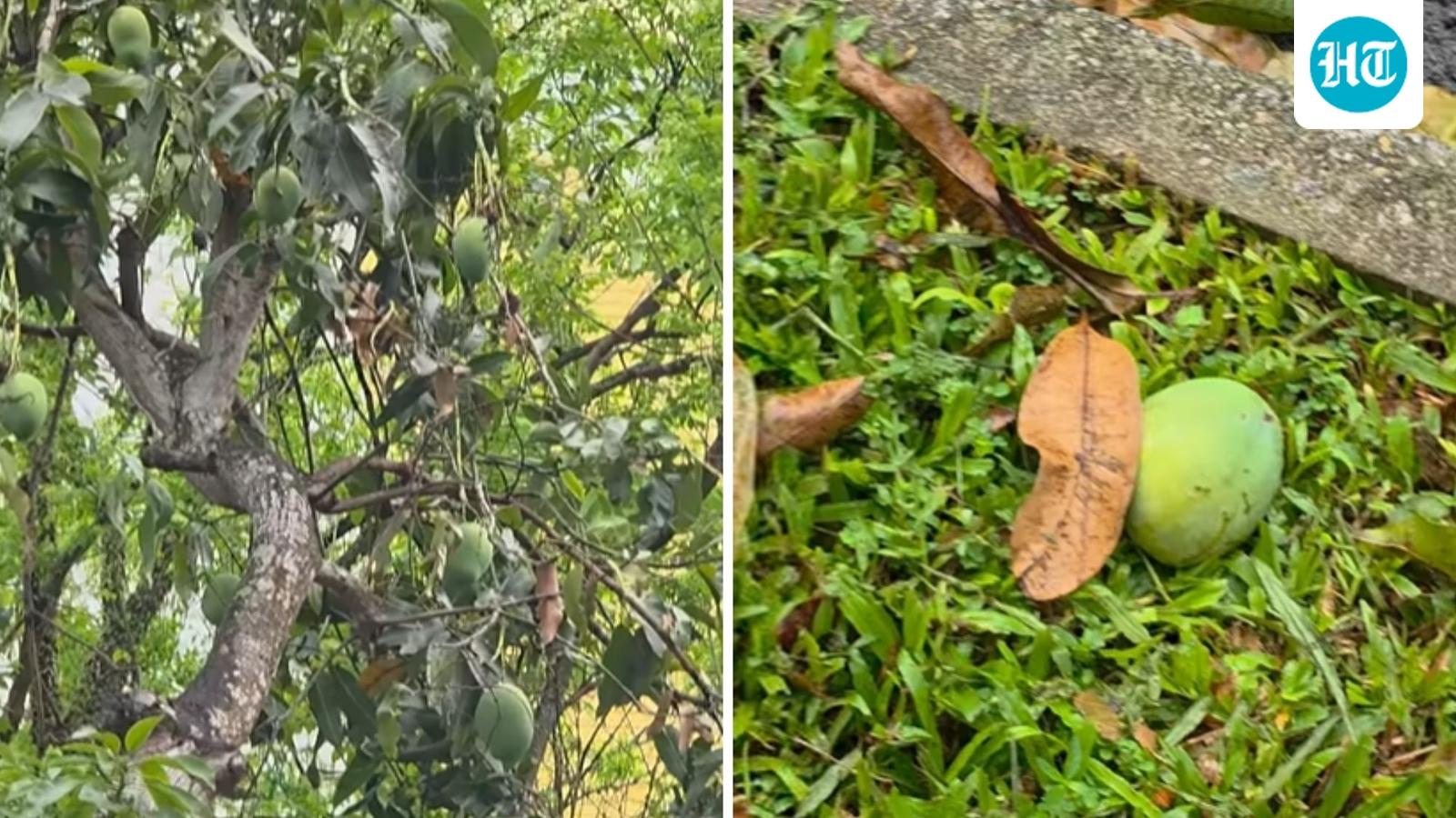 ₹3.5 lakh fine for a fallen mango? Indian woman warns about strict Singapore law