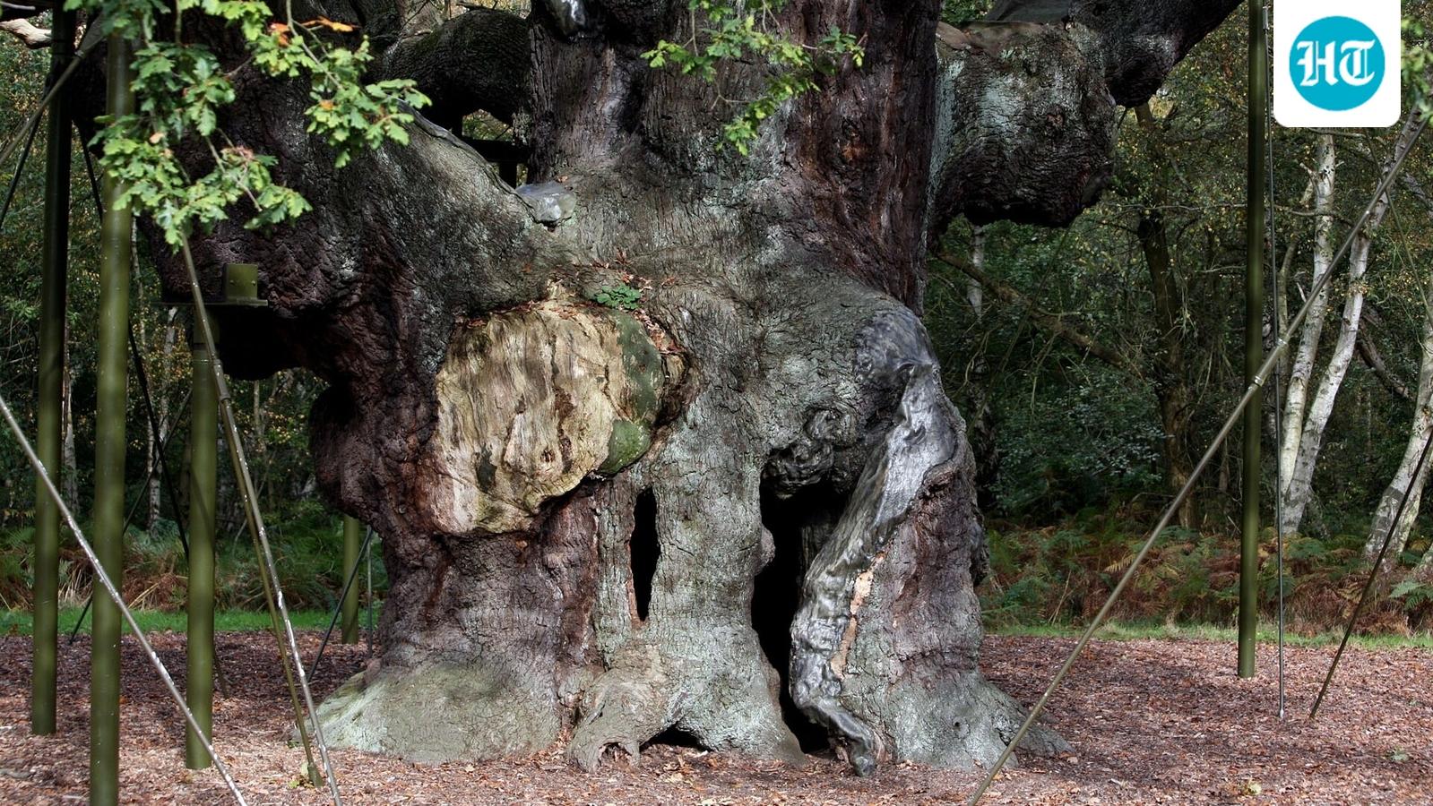 Robin Hood folklore to Victorian novels, ‘Major Oak’ was a cultural icon