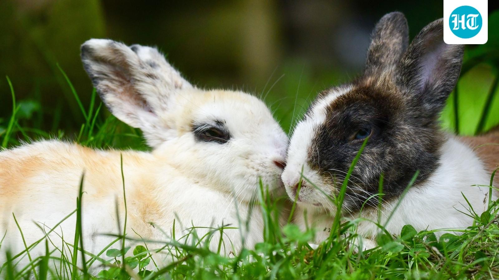 ‘Frankenstein’ rabbits with dark, twisted growths erupting from skull spark alarm in US – should you be worried?