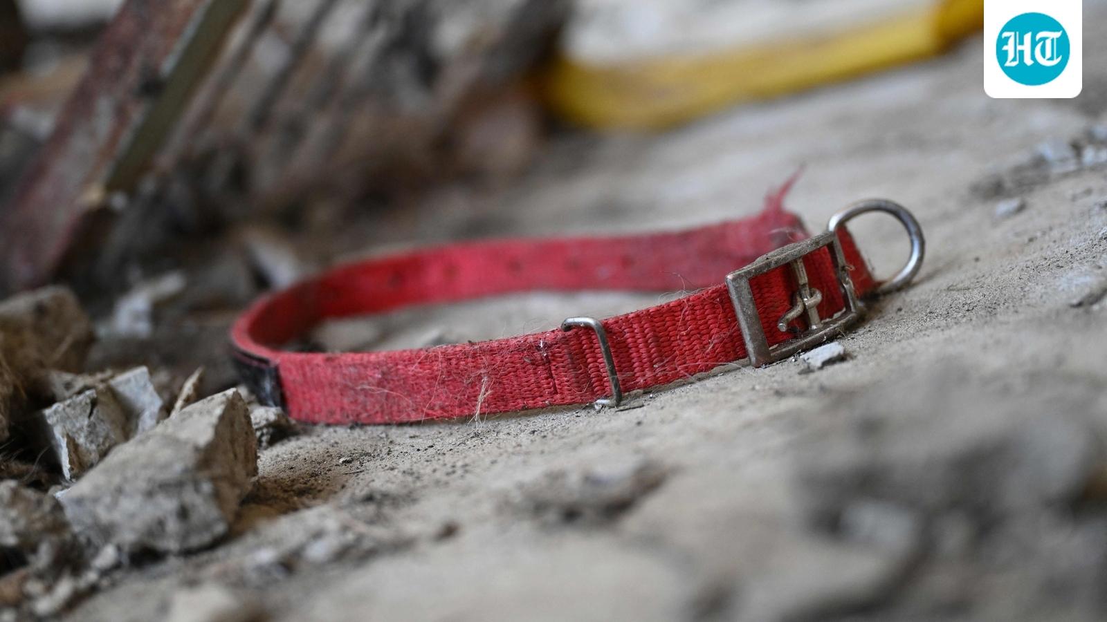 117 dog remains found at California 'no-kill' shelter, many with gunshot wounds