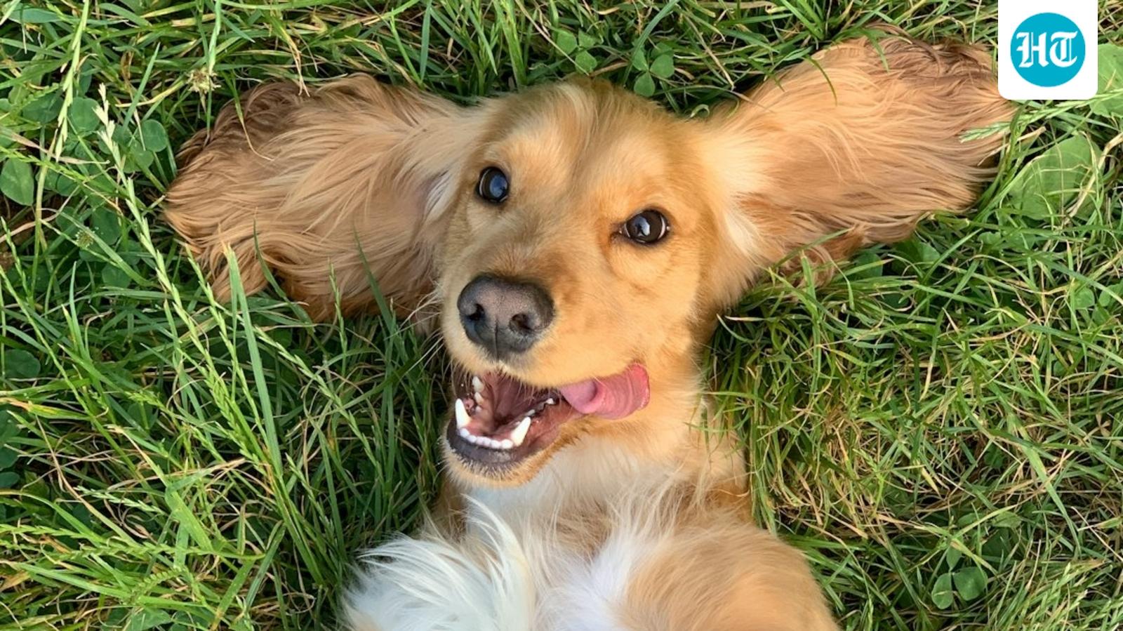 How to calm pets during July 4 fireworks: Simple tips to keep dogs and cats safe