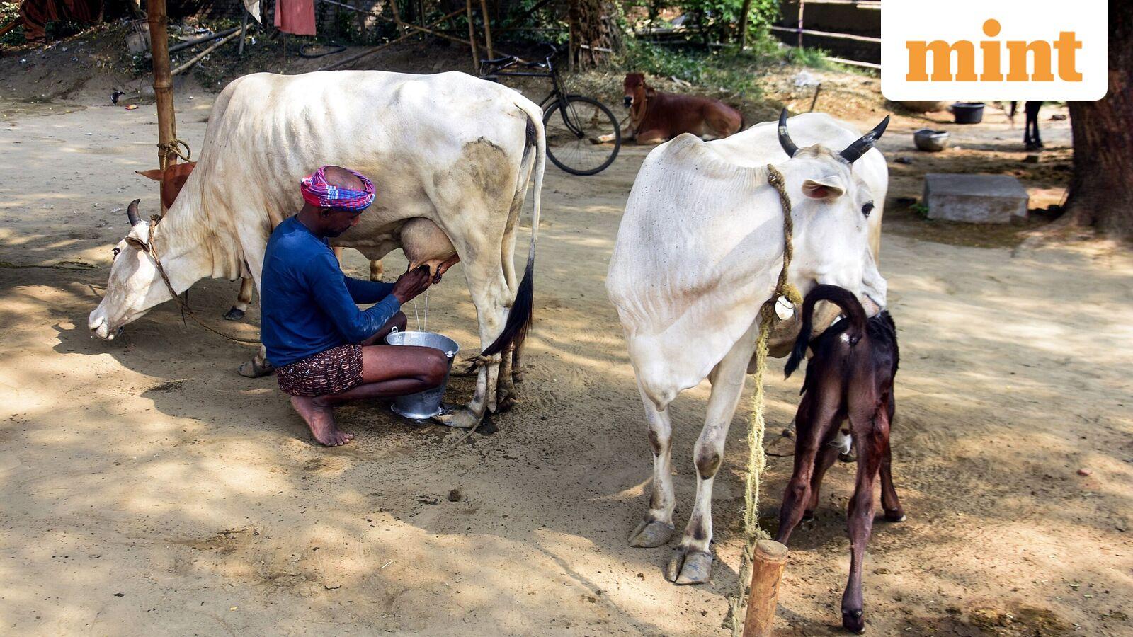 India-New Zealand free trade agreement: How India plans to protect sensitive sectors, farmer incomes, rural economies