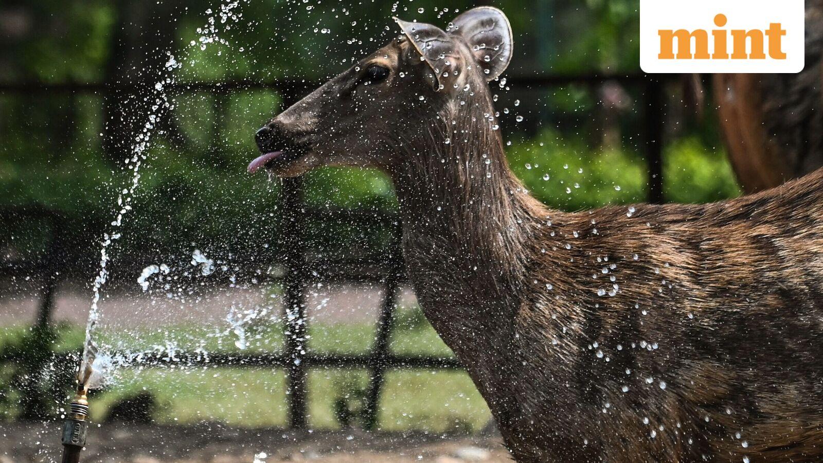 Supreme Court cites ecological limits, orders deer relocation from Hauz Khas