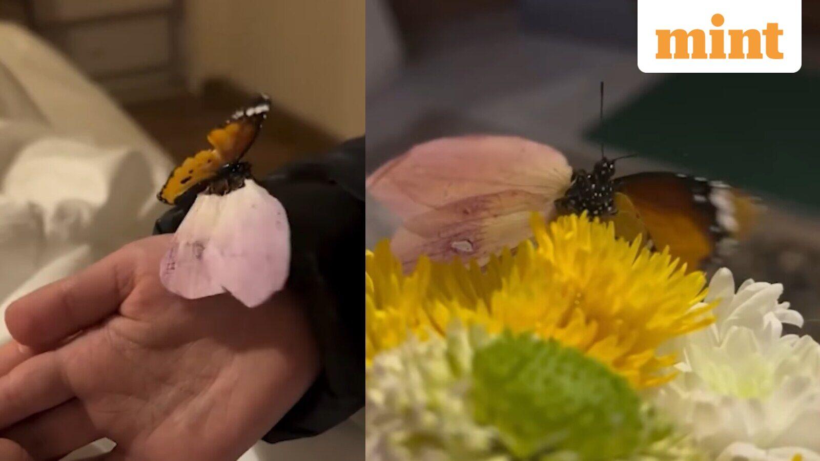 Man in Jordan revives injured butterfly with handmade petal wing after days of care – Watch adorable video