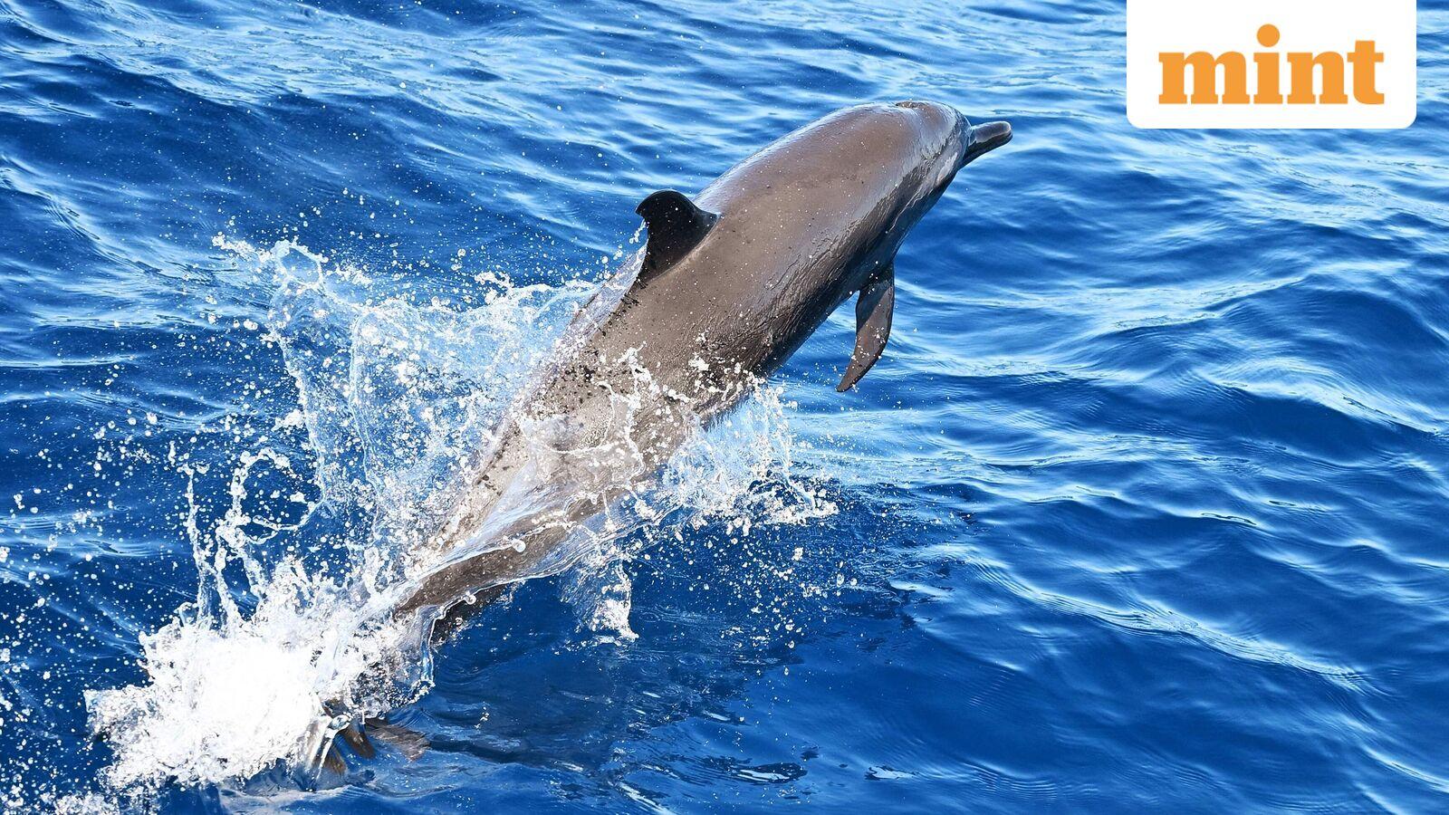 World News Today Live Updates on May 6, 2026 : Hegseth denies Iran has 'Kamikaze Dolphins' — But does US Navy use them? What are these trained war dolphins?