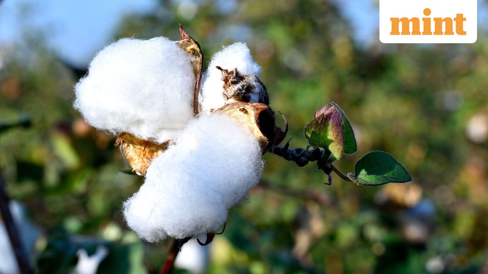 Mint explainer: how can India’s ₹5,659 crore Cotton Productivity Mission transform textiles?
