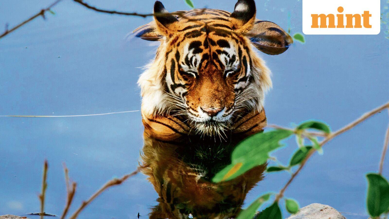 Madhya Pradesh: 2 women killed separate tiger attacks in Seoni