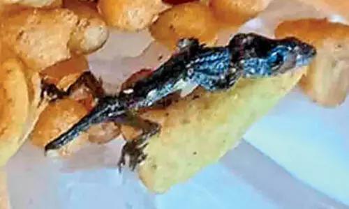 సిరిసిల్లలో మిక్చర్లో బల్లి కళేబరం
