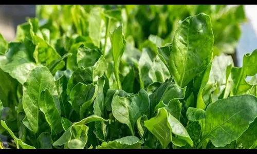 వర్షాకాలంలో పాలకూర తింటున్నారా..?
